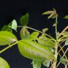 Commiphora unilobata有你沒藥 Burseraceae橄欖科 Commiphora 沒藥屬 - Image 4