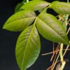 Commiphora unilobata有你沒藥 Burseraceae橄欖科 Commiphora 沒藥屬 - Image 2