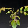 Commiphora unilobata有你沒藥 Burseraceae橄欖科 Commiphora 沒藥屬 - Image 3