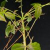 Commiphora unilobata有你沒藥 Burseraceae橄欖科 Commiphora 沒藥屬 - Image 5