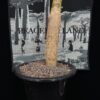 Commiphora unilobata有你沒藥 Burseraceae橄欖科 Commiphora 沒藥屬