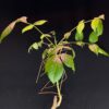 Commiphora unilobata有你沒藥 Burseraceae橄欖科 Commiphora 沒藥屬 - Image 6