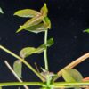 Commiphora unilobata有你沒藥 Burseraceae橄欖科 Commiphora 沒藥屬 - Image 7