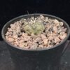 Copiapoa cinerea 黑王丸 Cactaceae 仙人掌科 Copiapoa 龍爪球屬 - Image 2