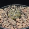 Copiapoa cinerea 黑王丸 Cactaceae 仙人掌科 Copiapoa 龍爪球屬 - Image 3