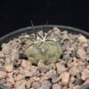 Copiapoa cinerea 黑王丸 Cactaceae 仙人掌科 Copiapoa 龍爪球屬 - Image 4