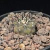 Copiapoa cinerea 黑王丸 Cactaceae 仙人掌科 Copiapoa 龍爪球屬 - Image 5