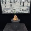 Haemanthus crispus血蓮 Amaryllidaceae 石蒜科 Haemanthus 虎耳蘭屬 - Image 2