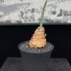 Haemanthus crispus血蓮 Amaryllidaceae 石蒜科 Haemanthus 虎耳蘭屬 - Image 4