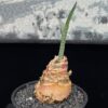 Haemanthus crispus血蓮 Amaryllidaceae 石蒜科 Haemanthus 虎耳蘭屬 - Image 5