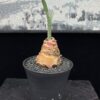 Haemanthus crispus血蓮 Amaryllidaceae 石蒜科 Haemanthus 虎耳蘭屬 - Image 3
