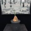 Haemanthus crispus血蓮 Amaryllidaceae 石蒜科 Haemanthus 虎耳蘭屬 - Image 6