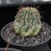 Euphorbia horrida 魁偉玉 Euphorbiaceae 大戟科 Euphorbia 大戟屬(01Sold) - Image 4
