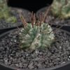Euphorbia horrida 魁偉玉 Euphorbiaceae 大戟科 Euphorbia 大戟屬(01Sold) - Image 5