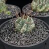 Euphorbia horrida 魁偉玉 Euphorbiaceae 大戟科 Euphorbia 大戟屬(01Sold) - Image 6