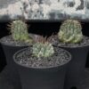 Euphorbia horrida 魁偉玉 Euphorbiaceae 大戟科 Euphorbia 大戟屬(01Sold) - Image 7