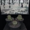 Euphorbia horrida 魁偉玉 Euphorbiaceae 大戟科 Euphorbia 大戟屬(01Sold) - Image 2