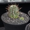 Euphorbia horrida 魁偉玉 Euphorbiaceae 大戟科 Euphorbia 大戟屬(01Sold) - Image 3