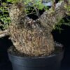 Operculicary Pachypus 象足漆樹 Anacardiaceae 漆樹科 Operculicarya 蓋果漆屬 - Image 9