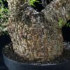 Operculicary Pachypus 象足漆樹 Anacardiaceae 漆樹科 Operculicarya 蓋果漆屬 - Image 8