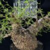 Operculicary Pachypus 象足漆樹 Anacardiaceae 漆樹科 Operculicarya 蓋果漆屬 - Image 10