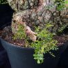 Operculicary Pachypus 象足漆樹 Anacardiaceae 漆樹科 Operculicarya 蓋果漆屬 - Image 11