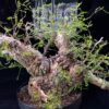 Operculicary Pachypus 象足漆樹 Anacardiaceae 漆樹科 Operculicarya 蓋果漆屬 - Image 12