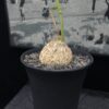 Matelea cyclophylla 龜甲蘿藦 Asclepiadoideae 蘿藦亞科 Matelea 番蘿藦屬 - Image 2
