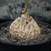 Matelea cyclophylla 龜甲蘿藦 Asclepiadoideae 蘿藦亞科 Matelea 番蘿藦屬 - Image 3