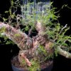 Operculicary Pachypus 象足漆樹 Anacardiaceae 漆樹科 Operculicarya 蓋果漆屬 - Image 7