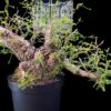 Operculicary Pachypus 象足漆樹 Anacardiaceae 漆樹科 Operculicarya 蓋果漆屬 - Image 6