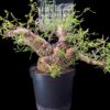 Operculicary Pachypus 象足漆樹 Anacardiaceae 漆樹科 Operculicarya 蓋果漆屬 - Image 5