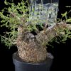Operculicary Pachypus 象足漆樹 Anacardiaceae 漆樹科 Operculicarya 蓋果漆屬 - Image 4