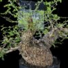 Operculicary Pachypus 象足漆樹 Anacardiaceae 漆樹科 Operculicarya 蓋果漆屬 - Image 3