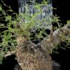 Operculicary Pachypus 象足漆樹 Anacardiaceae 漆樹科 Operculicarya 蓋果漆屬 - Image 2