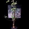 Commiphora mildbraedii 瘤莖沒藥 Burseraceae 橄欖科 Commiphora 沒藥屬