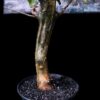 Commiphora mildbraedii 瘤莖沒藥 Burseraceae 橄欖科 Commiphora 沒藥屬 - Image 2