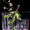 Commiphora mildbraedii 瘤莖沒藥 Burseraceae 橄欖科 Commiphora 沒藥屬 - Image 3