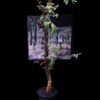 Commiphora mildbraedii 瘤莖沒藥 Burseraceae 橄欖科 Commiphora 沒藥屬 - Image 4