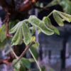 Commiphora mildbraedii 瘤莖沒藥 Burseraceae 橄欖科 Commiphora 沒藥屬 - Image 5