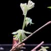 Commiphora mildbraedii 瘤莖沒藥 Burseraceae 橄欖科 Commiphora 沒藥屬 - Image 6