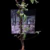 Commiphora mildbraedii 瘤莖沒藥 Burseraceae 橄欖科 Commiphora 沒藥屬 - Image 7