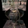Ceropegia barklyi 連RAR wings 盆 (Ceropegia africana subs. barklyi) 蘿摩 Asclepiadoideae 蘿藦亞科 Ceropegia 吊燈花屬 - Image 2