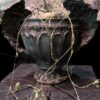 Ceropegia barklyi 連RAR wings 盆 (Ceropegia africana subs. barklyi) 蘿摩 Asclepiadoideae 蘿藦亞科 Ceropegia 吊燈花屬 - Image 3
