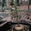 Ceropegia barklyi 連RAR wings 盆 (Ceropegia africana subs. barklyi) 蘿摩 Asclepiadoideae 蘿藦亞科 Ceropegia 吊燈花屬 - Image 5