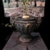 Ceropegia barklyi 連RAR wings 盆 (Ceropegia africana subs. barklyi) 蘿摩 Asclepiadoideae 蘿藦亞科 Ceropegia 吊燈花屬 - Image 7