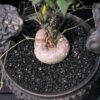 Ceropegia barklyi 連RAR wings 盆 (Ceropegia africana subs. barklyi) 蘿摩 Asclepiadoideae 蘿藦亞科 Ceropegia 吊燈花屬 - Image 8