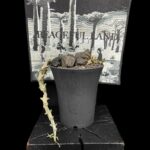 Ceropegia armandii 武臘泉花 - Asclepiadaceae 蘿藦科 Ceropegia 吊燈花屬