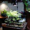 日本BARREL「BARRELLED」 [AMATERAS-10W] 植物補光燈 黑色 - Image 5