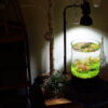 日本BARREL「BARRELLED」 [AMATERAS-10W] 植物補光燈 黑色 - Image 2